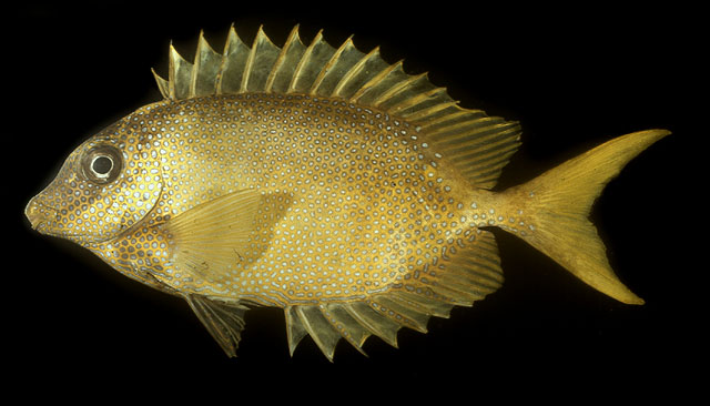 Siganus corallinus