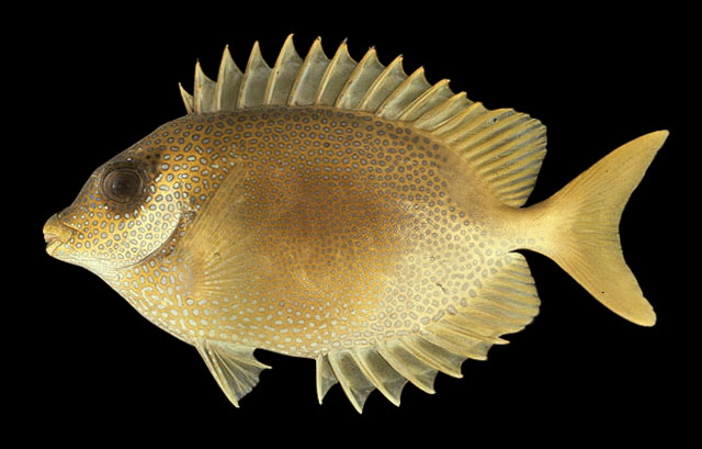 Siganus corallinus