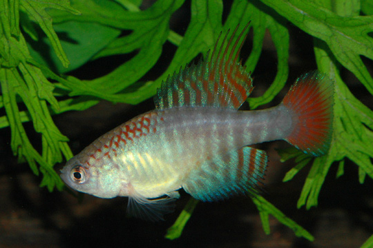 Hypsolebias flammeus