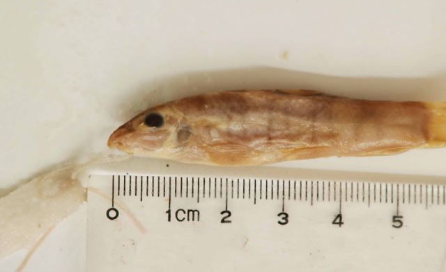 Sinibotia pulchra