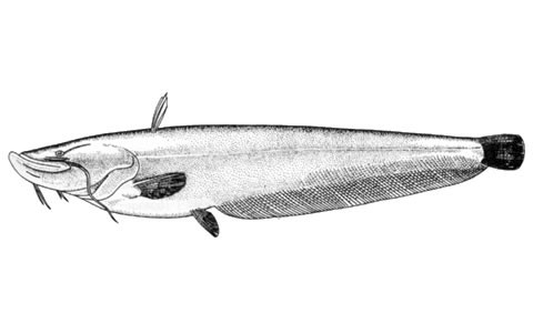 Silurus soldatovi