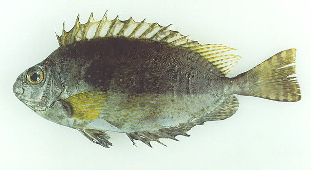 Siganus spinus