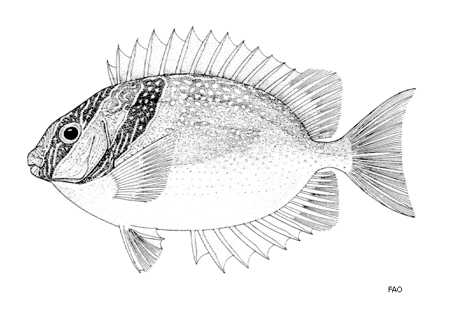 Siganus virgatus