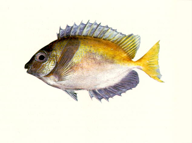 Siganus virgatus