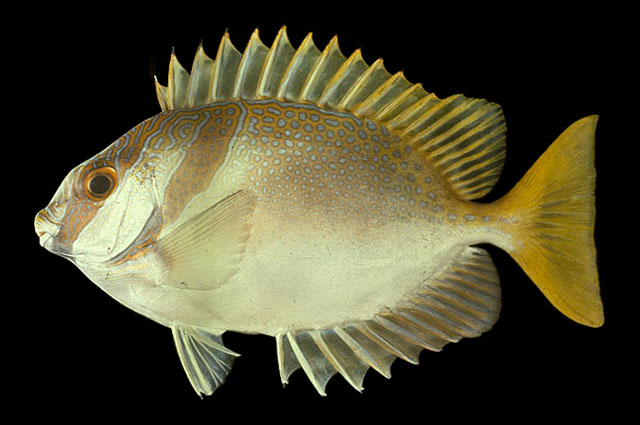 Siganus virgatus