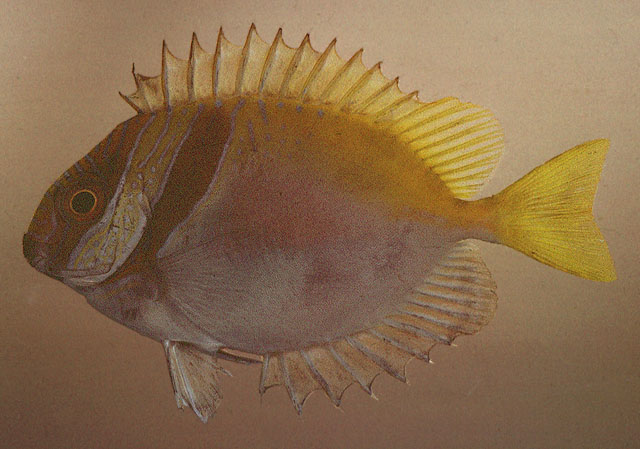 Siganus virgatus