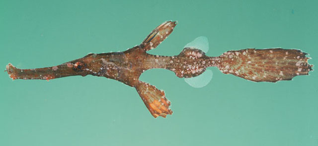 Solenostomus cyanopterus