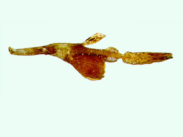 Solenostomus cyanopterus