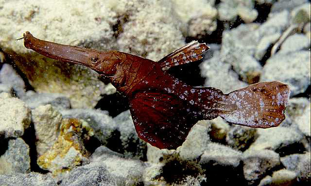 Solenostomus cyanopterus