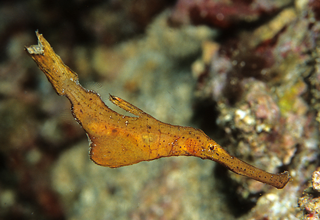 Solenostomus cyanopterus