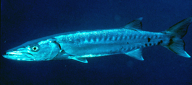 Sphyraena barracuda