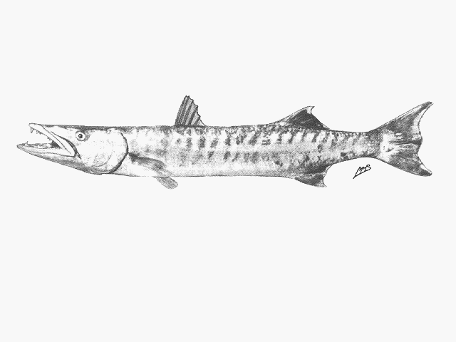 Sphyraena barracuda