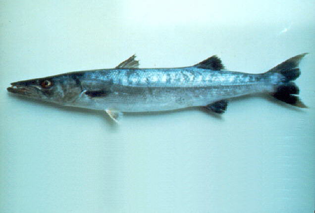 Sphyraena barracuda