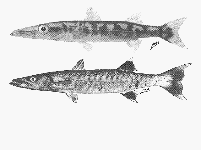 Sphyraena barracuda