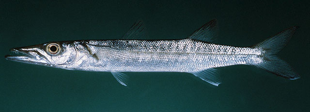 Sphyraena barracuda