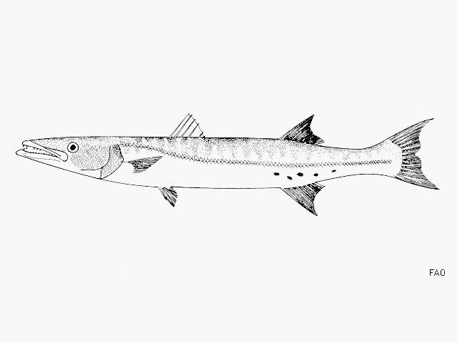 Sphyraena barracuda