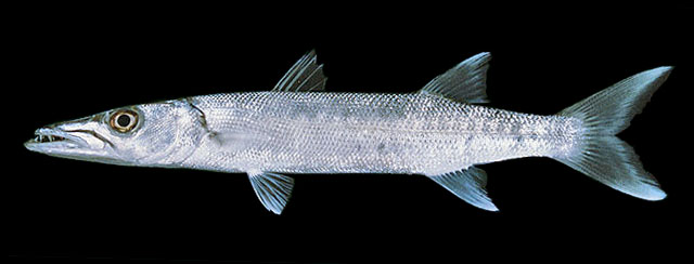 Sphyraena barracuda