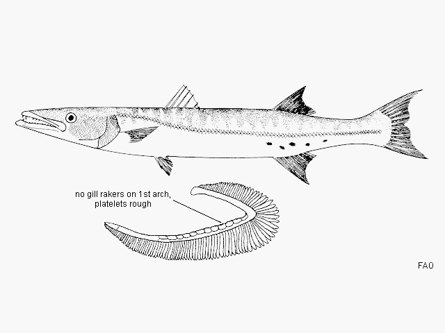 Sphyraena barracuda