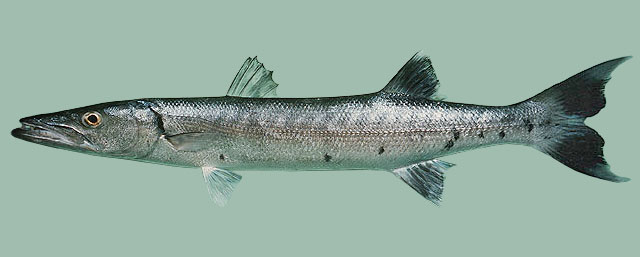 Sphyraena barracuda