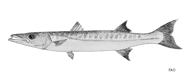 Sphyraena barracuda