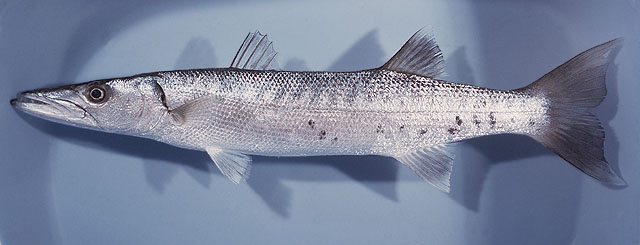 Sphyraena barracuda