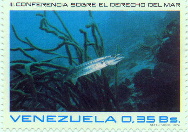 Sphyraena barracuda