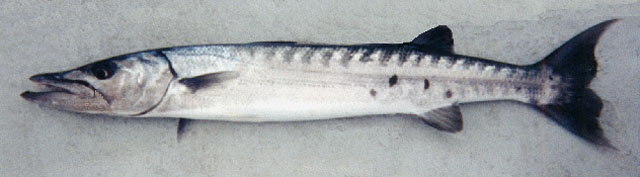 Sphyraena barracuda