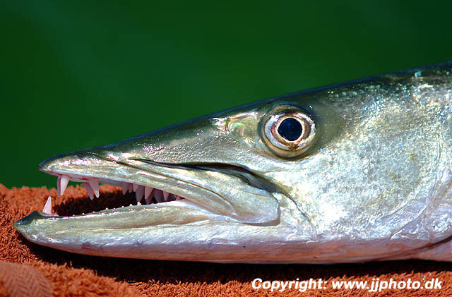 Sphyraena barracuda