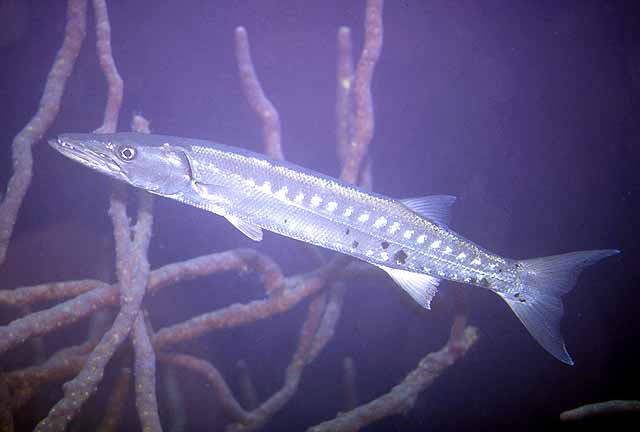 Sphyraena barracuda