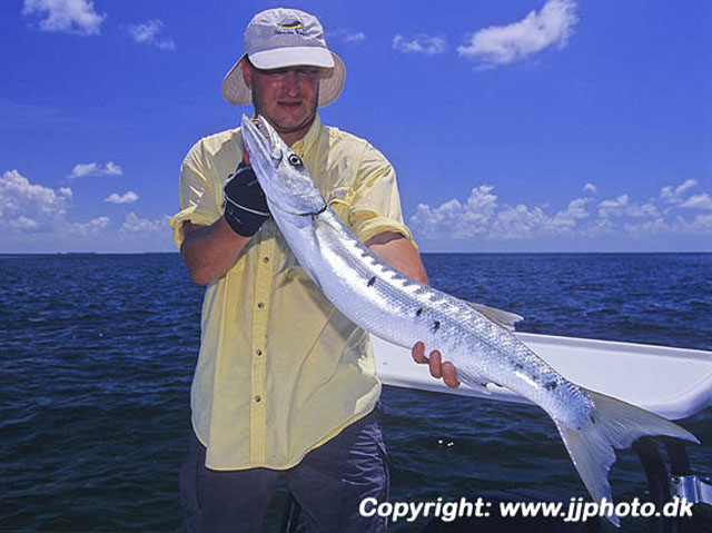 Sphyraena barracuda