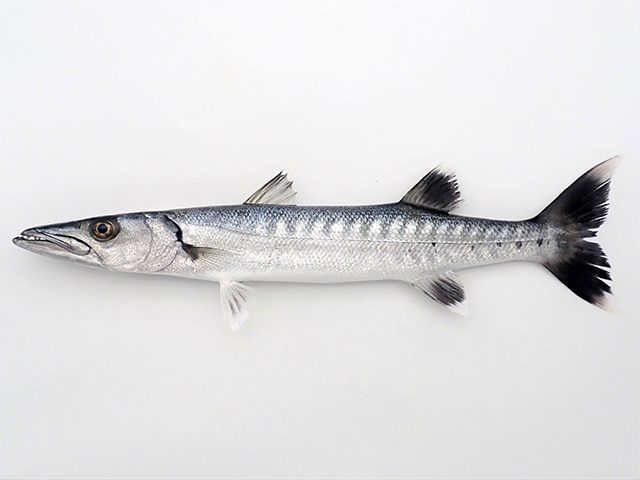 Sphyraena barracuda