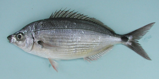 Spicara melanurus