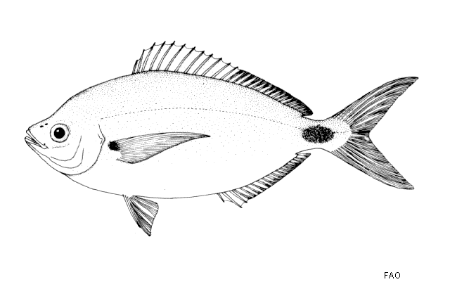 Spicara melanurus