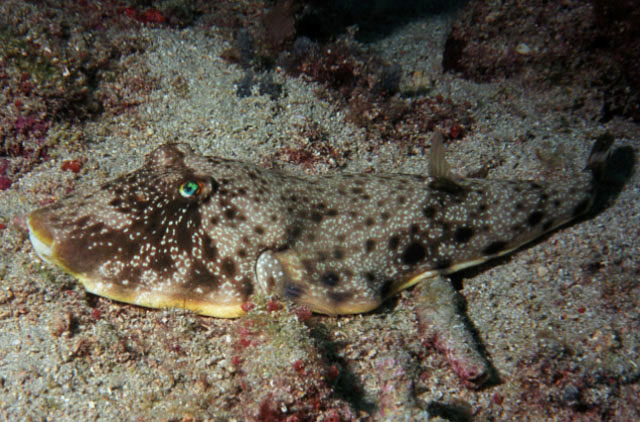 Sphoeroides nephelus