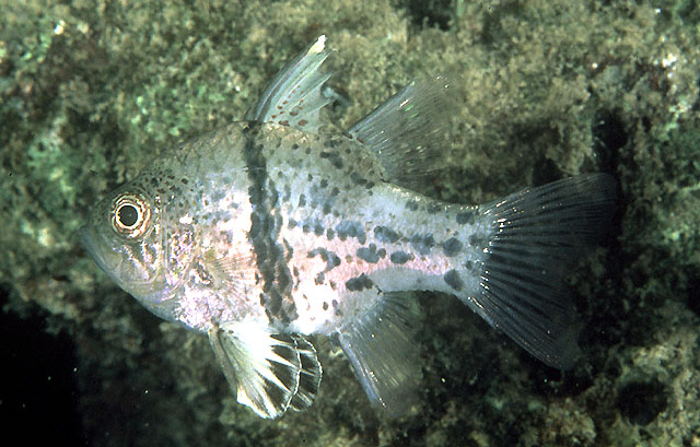 Sphaeramia orbicularis