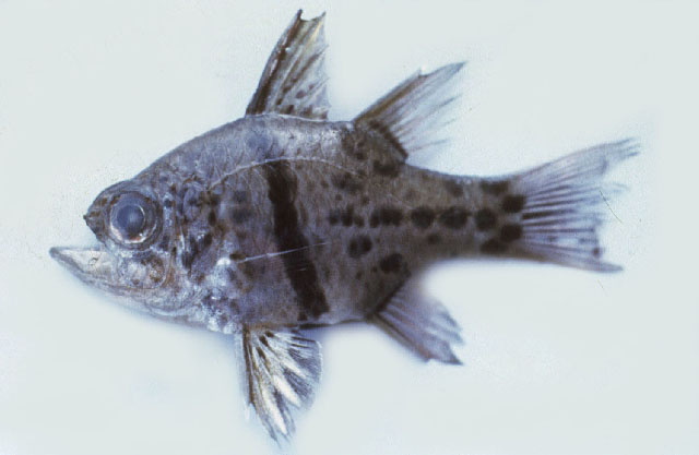 Sphaeramia orbicularis