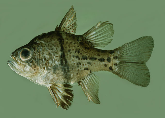 Sphaeramia orbicularis