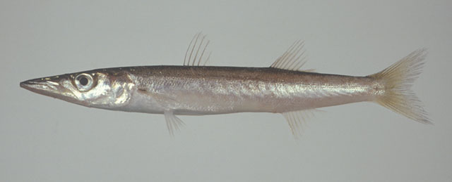 Sphyraena pinguis