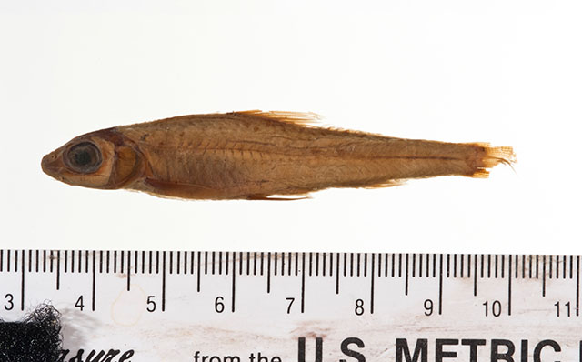 Squalidus chankaensis