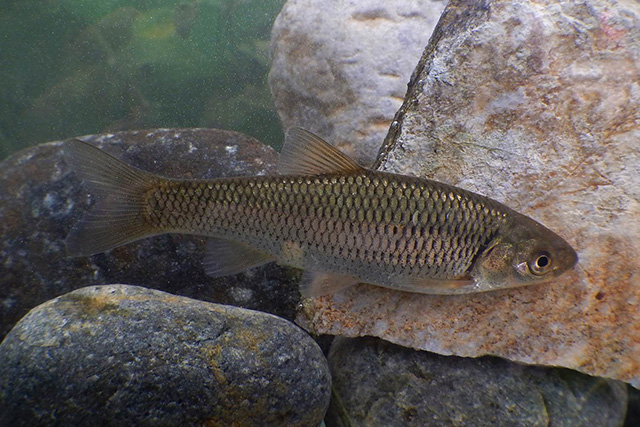 Squalius fellowesii