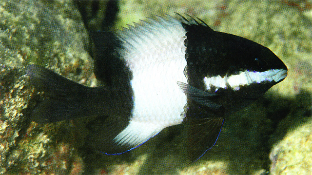 Stegastes albifasciatus