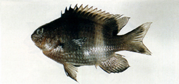 Stegastes albifasciatus