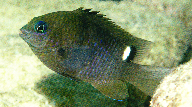 Stegastes albifasciatus