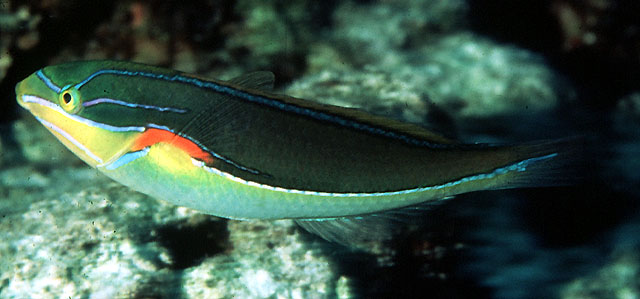 Stethojulis bandanensis