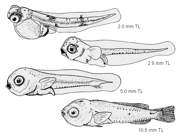 Stenotomus chrysops