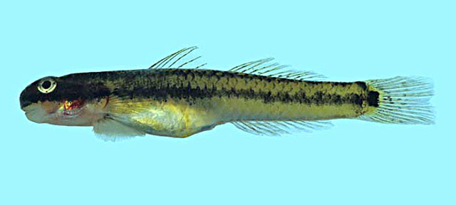 Stiphodon elegans