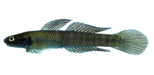 Stiphodon elegans