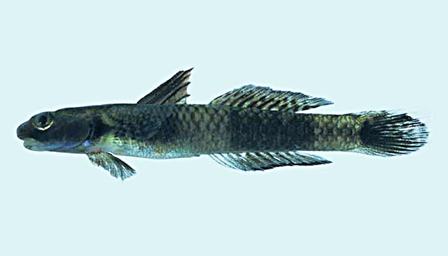 Stiphodon elegans