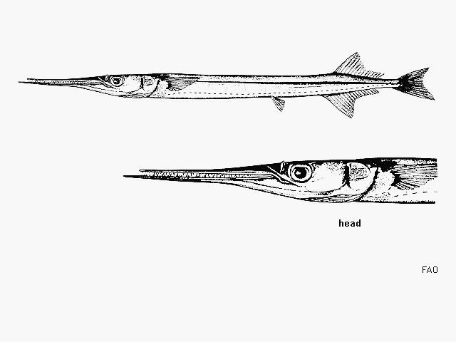 Strongylura exilis