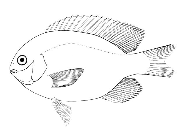 Stegastes fuscus